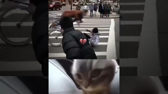Chippi chippi. #cat #cats #explore #music #shorts Chippi chippi. #cat #cats #explore #music #shorts