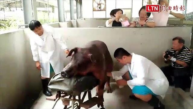 一年取「精」上百次!豬農第三代 錄取國立科大公費班 一年取「精」上百次!豬農第三代 錄取國立科大公費班