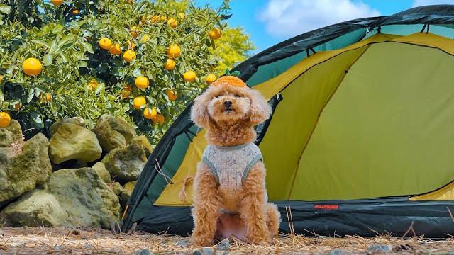 Camping in forest with my dog . bbq black pork in jeju south korea . the sound of birds asmr Camping in forest with my dog . bbq black pork in jeju south korea . the sound of birds asmr