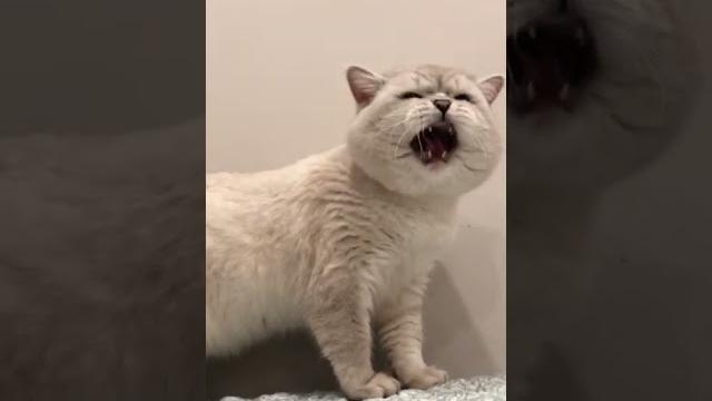 Cat sound to attract catsrealistic multiple meows Cat sound to attract catsrealistic multiple meows