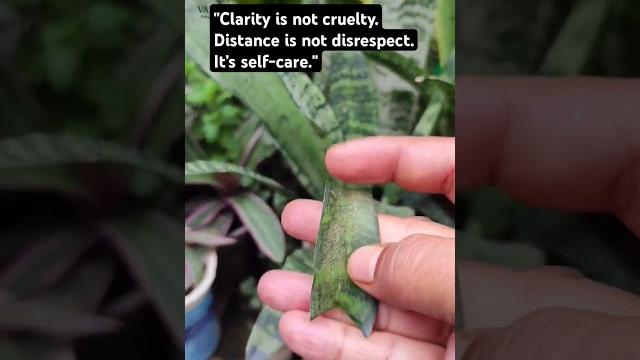 Snake plant propagation for beginners | #ytshorts #shorts #shortsindia #plants #vanaantara Snake plant propagation for beginners | #ytshorts #shorts #shortsindia #plants #vanaantara
