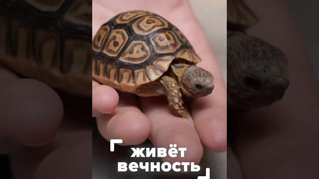 Сколько живёт черепаха? #планетаэкзотики #черепахи Сколько живёт черепаха? #планетаэкзотики #черепахи