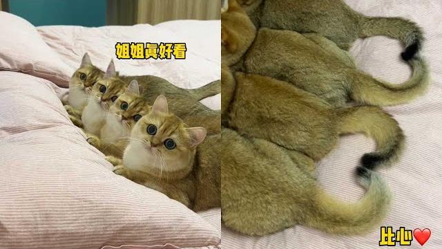 【牛奶是只猫】小猫咪竟然也喜欢听爱你!!!连尾巴都是爱你的形状 【牛奶是只猫】小猫咪竟然也喜欢听爱你!!!连尾巴都是爱你的形状