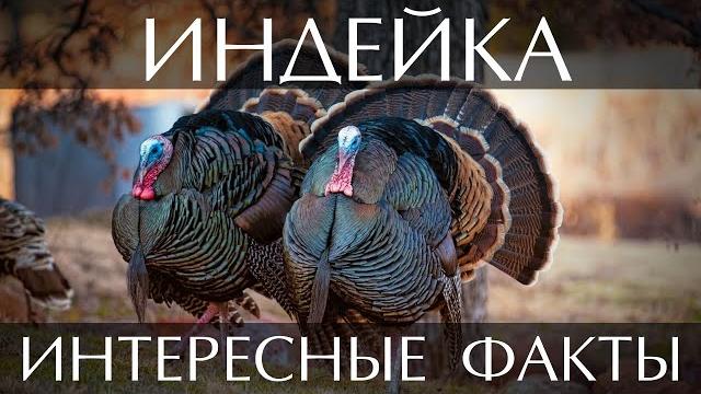 Индейка - интересные факты Индейка - интересные факты