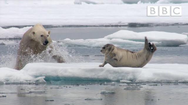 Starving polar bear pounces on a seal | the hunt - bbc Starving polar bear pounces on a seal | the hunt - bbc