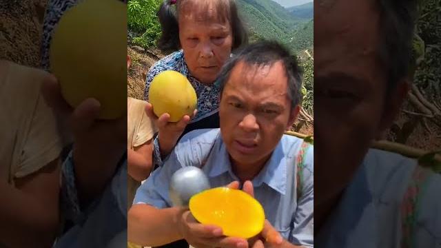 We, a poor family, have cultivated a very unique and juicy mango in the hilly rural area.#mango We, a poor family, have cultivated a very unique and juicy mango in the hilly rural area.#mango