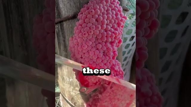 Make sure to crush these eggs! Make sure to crush these eggs!