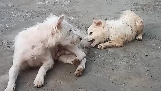 Funny dogs video 2024 l dog tv 360 Funny dogs video 2024 l dog tv 360