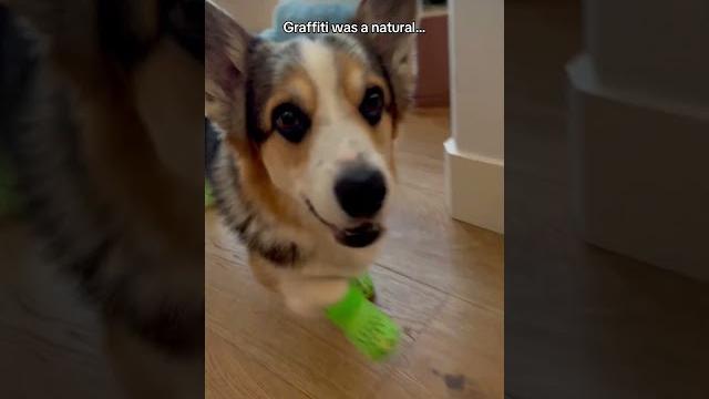 Corgis try on crocs Corgis try on crocs