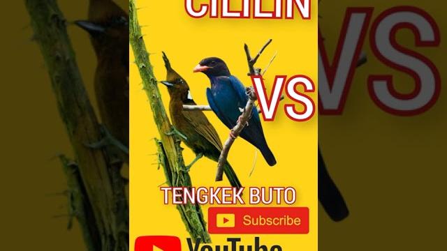 Suara cililin gacor vs tengkek buto speed Suara cililin gacor vs tengkek buto speed