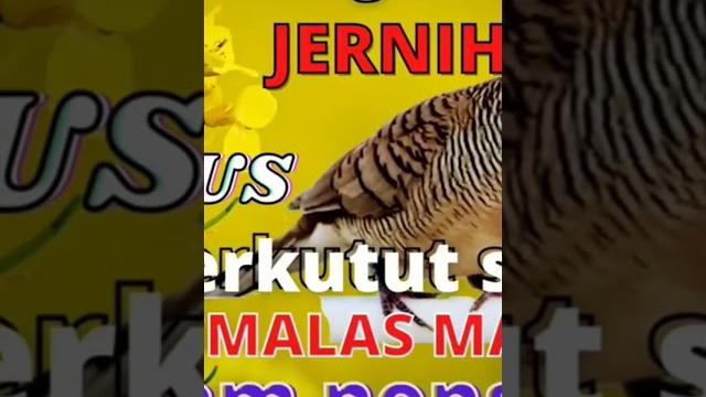 Suara pancingan perkutut #mp3perkutut #pancinganperkutut #suara perkututlokal #perkututgacor Suara pancingan perkutut #mp3perkutut #pancinganperkutut #suara perkututlokal #perkututgacor