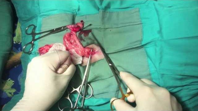 Dog ovariohysterectomy (spay) Dog ovariohysterectomy (spay)
