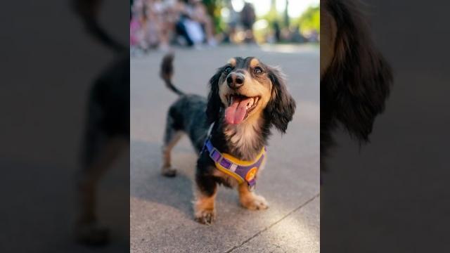 "he's like my son" #dachshund #wienerdog #dogphotography "he's like my son" #dachshund #wienerdog #dogphotography