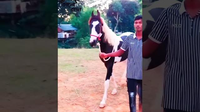 Most beautiful horse in bangladesh Most beautiful horse in bangladesh