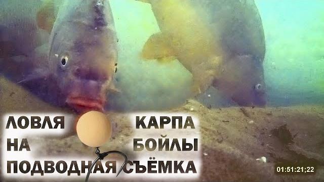 Ловля карпа на бойлы подводная съёмка (видео 4к) Ловля карпа на бойлы подводная съёмка (видео 4к)