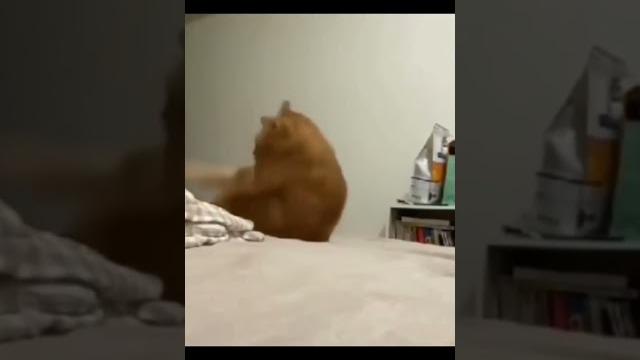 Ayak fetişi olan kedi #shorts Ayak fetişi olan kedi #shorts