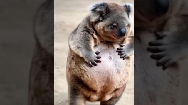 Chubby koala walks funny #viralvideo #trending #animals #trendingshorts #shorts #viralshorts #video Chubby koala walks funny #viralvideo #trending #animals #trendingshorts #shorts #viralshorts #video