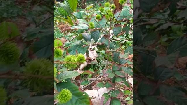 #rambutan #home garden #fruit #nature #rambutan #home garden #fruit #nature