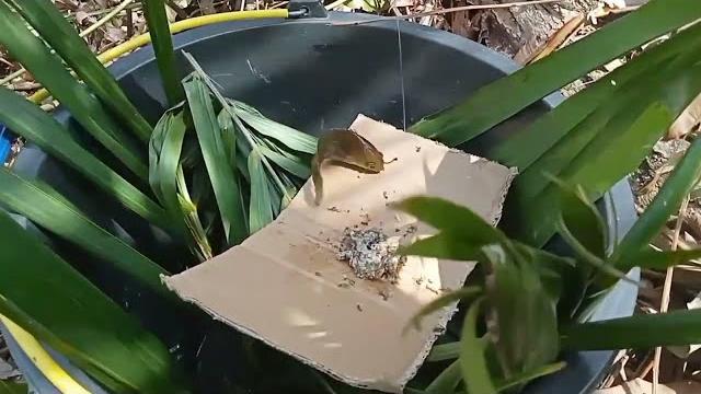 Tidak masuk akal spot ini dihuni betok kuning Tidak masuk akal spot ini dihuni betok kuning
