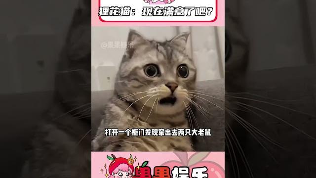 狸花貓:現在滿意了吧? #萬萬沒想到 #狸花貓 #搞笑 #反轉 #貓咪 狸花貓:現在滿意了吧? #萬萬沒想到 #狸花貓 #搞笑 #反轉 #貓咪