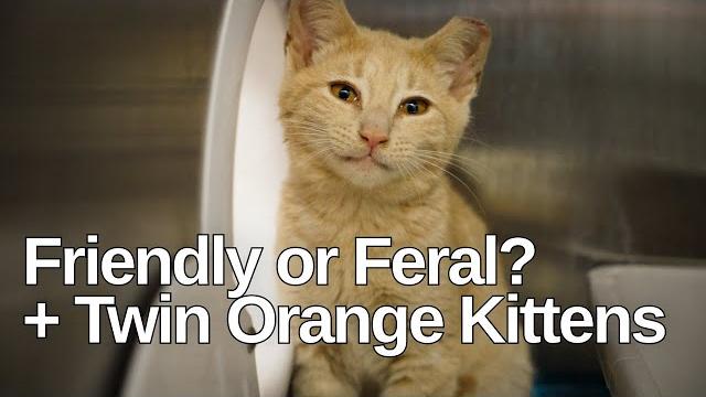 Friendly or feral + twin orange kittens Friendly or feral + twin orange kittens