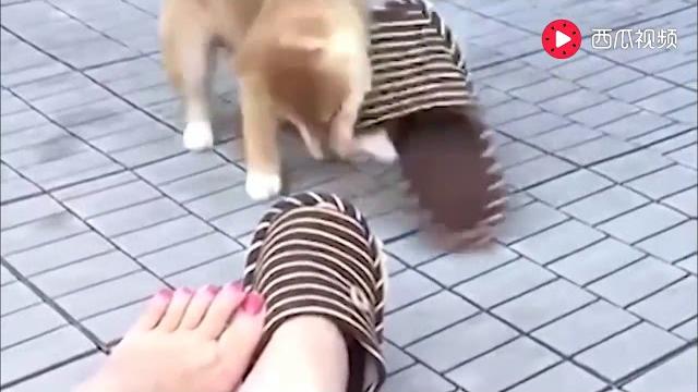 女主這腳真美,汪又舔腳又玩拖鞋 女主這腳真美,汪又舔腳又玩拖鞋