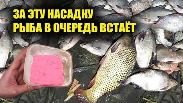 Рыбу вёдрами ловлю. супер рыболовная насадка. тесто для рыбалки. клюёт на каждом забросе круглый год Рыбу вёдрами ловлю. супер рыболовная насадка. тесто для рыбалки. клюёт на каждом забросе круглый год