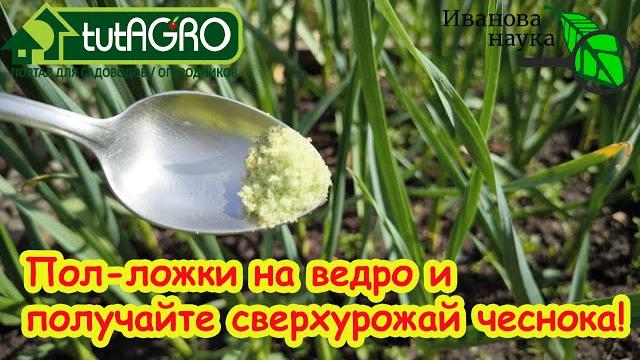 Полейте так чеснок в июне и урожай очень порадует: подкормка чеснока на укрупнение головок. Полейте так чеснок в июне и урожай очень порадует: подкормка чеснока на укрупнение головок.