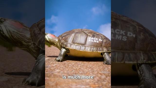 Can a turtle take off their shell? Can a turtle take off their shell?