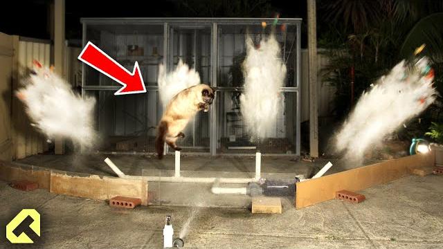 Next level cat repellent - funny cat reactions! Next level cat repellent - funny cat reactions!