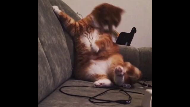 А вы видели что вытворяет эта киска #shorts А вы видели что вытворяет эта киска #shorts