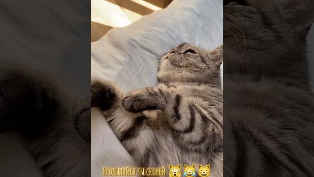 Сонная колбаска Сонная колбаска