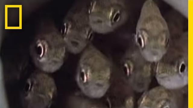 Killer cuckoo catfish | national geographic Killer cuckoo catfish | national geographic