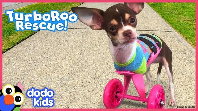 Little dog with no front legs gets the tiniest set of wheels | animal videos for kids | dodo kids Little dog with no front legs gets the tiniest set of wheels | animal videos for kids | dodo kids