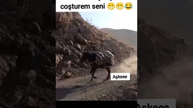 Aşko diyen komik eşek #komik #eşek #dublaj Aşko diyen komik eşek #komik #eşek #dublaj