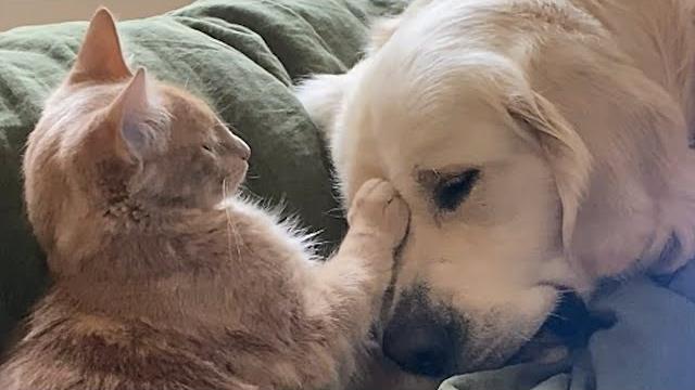 Kucing membantu membesarkan anjing buta Kucing membantu membesarkan anjing buta