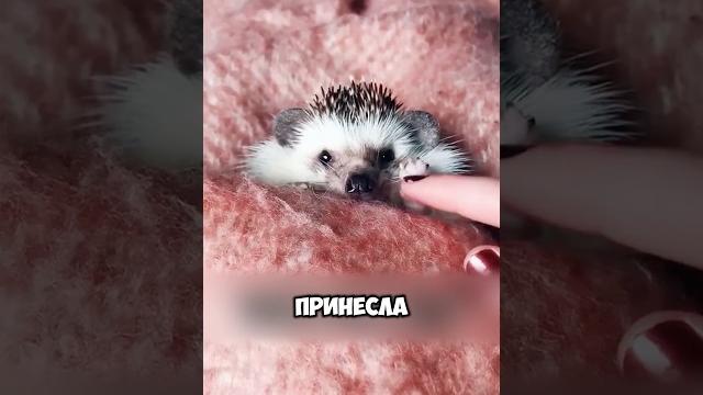 Спасла ежа от наводнения #животные #милыеживотные Спасла ежа от наводнения #животные #милыеживотные