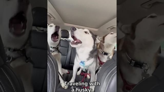 German shepherd vs husky funniest huskies | best videos #husky #doglovers #huskydog #shorts #dog German shepherd vs husky funniest huskies | best videos #husky #doglovers #huskydog #shorts #dog