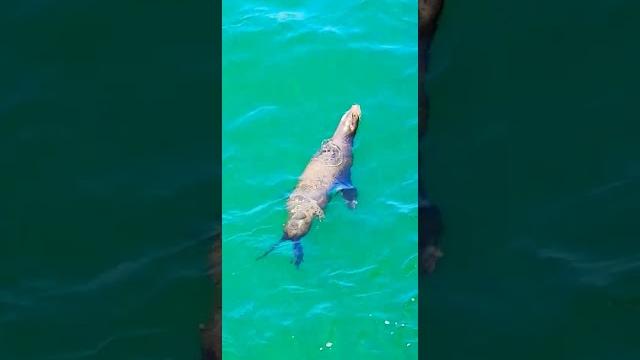 New port beach #newportbeach #californiatravel #californiatrip #californiagarden #animals #beach New port beach #newportbeach #californiatravel #californiatrip #californiagarden #animals #beach