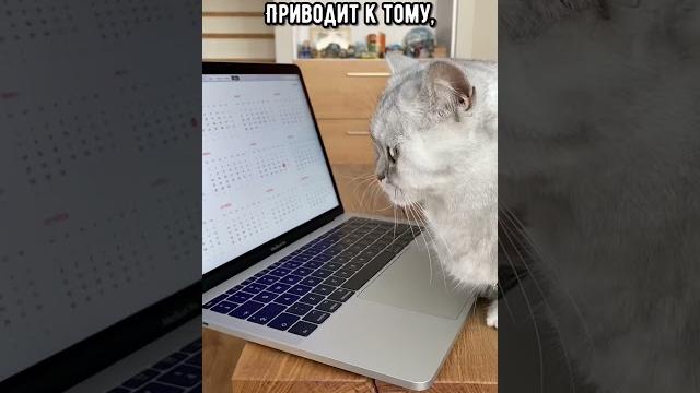 Смешные коты - майя #shorts #кот #кошка Смешные коты - майя #shorts #кот #кошка