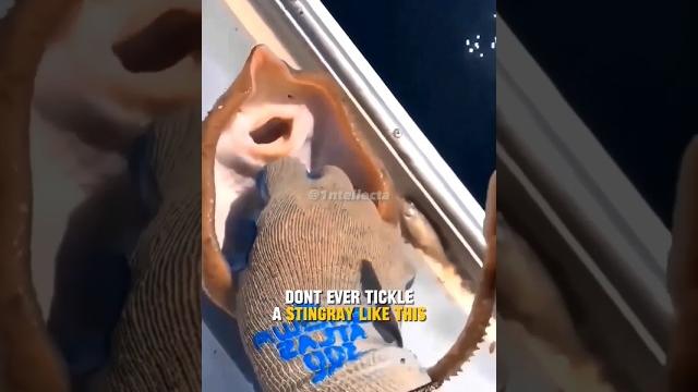 Never tickle a stingray fish #shorts Never tickle a stingray fish #shorts