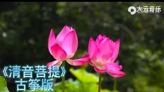 古筝版《清音菩提》纯音乐,清心宁神,放松舒缓,太极养生。 古筝版《清音菩提》纯音乐,清心宁神,放松舒缓,太极养生。
