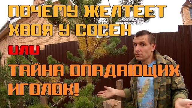 Почему у сосен желтеет хвоя и как с этим бороться Почему у сосен желтеет хвоя и как с этим бороться