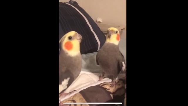 Cockatiels singing nonstop! Cockatiels singing nonstop!