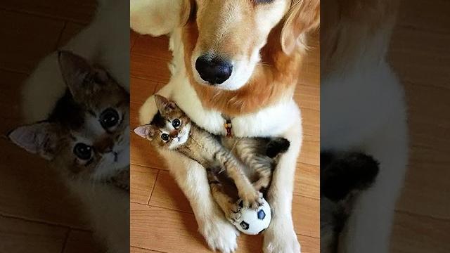 На это можно смотреть вечно!! смешные кошки и собаки! #shorts На это можно смотреть вечно!! смешные кошки и собаки! #shorts