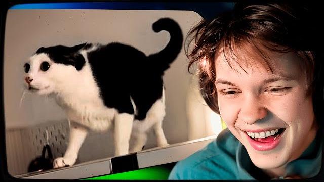 Дипинс смотрит: самые смешные приколы с котами Дипинс смотрит: самые смешные приколы с котами