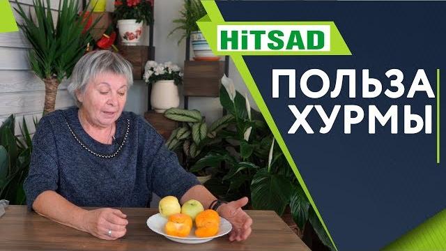 Польза хурмы ️ почему вяжет хурма ️ Польза хурмы ️ почему вяжет хурма ️