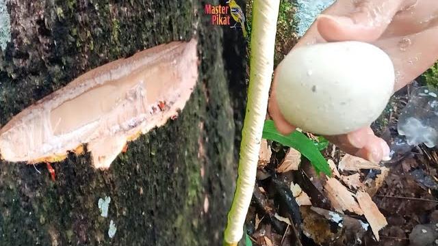 Make glue to trap birds Make glue to trap birds
