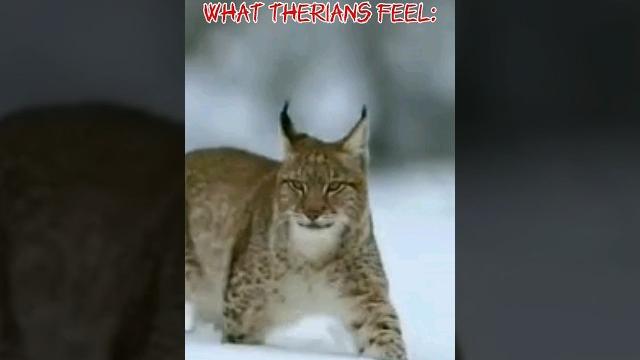 What we really feel... not my videos #therian #quadrobics #therianthropy #viral #therians #relatable What we really feel... not my videos #therian #quadrobics #therianthropy #viral #therians #relatable