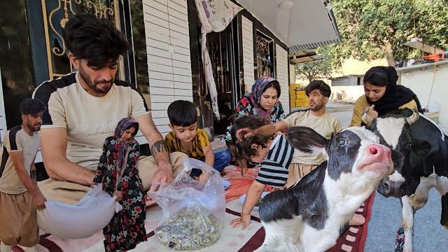 "rahela's local bread baking & sajjad's care for the newborn calf: a joyful community gathering" "rahela's local bread baking & sajjad's care for the newborn calf: a joyful community gathering"